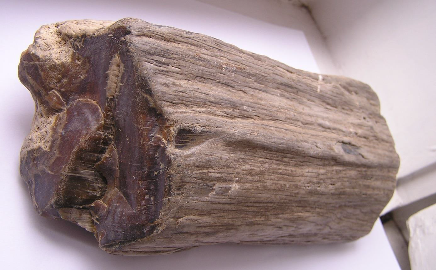 Silicifikované dřevo dubu se zachovalou původní kůrou (délka cca 30 cm).