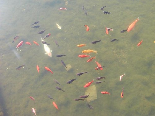 Jezírko plné barevných ryb