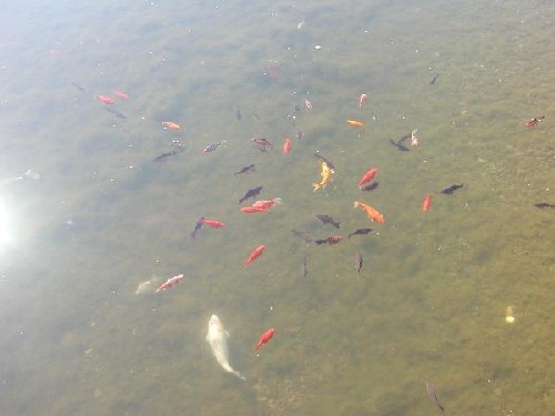 Jezírko plné barevných ryb